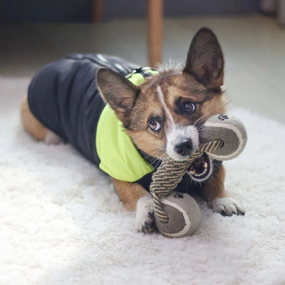 Pet Chew Toy Rope Tennis Dumbbell Rubber Ball Dog Interactive