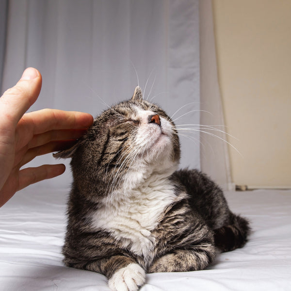 hand gently stroking the head of a happy tabby cat closing its eyes on a white bed