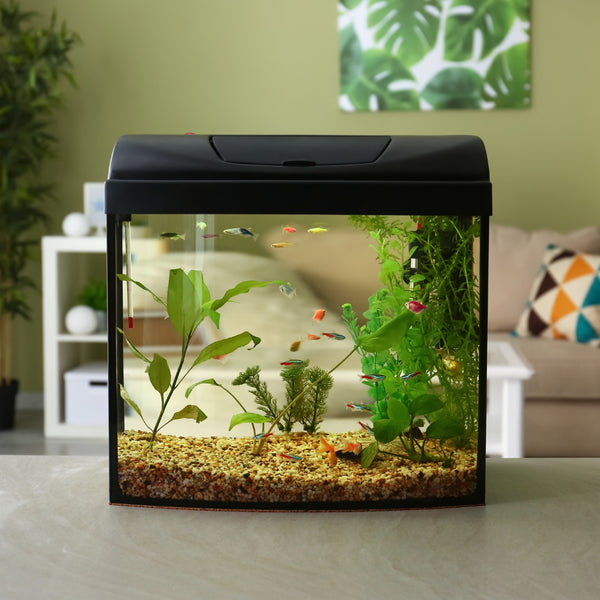 small black desktop aquarium with green plants and colorful fish on a table in a living room