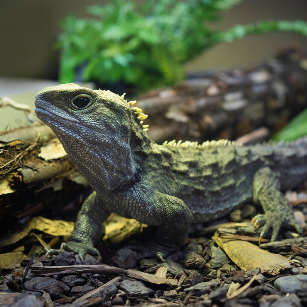 greenish-grey tuatara with yellow spines resting on a wood and bark forest floor